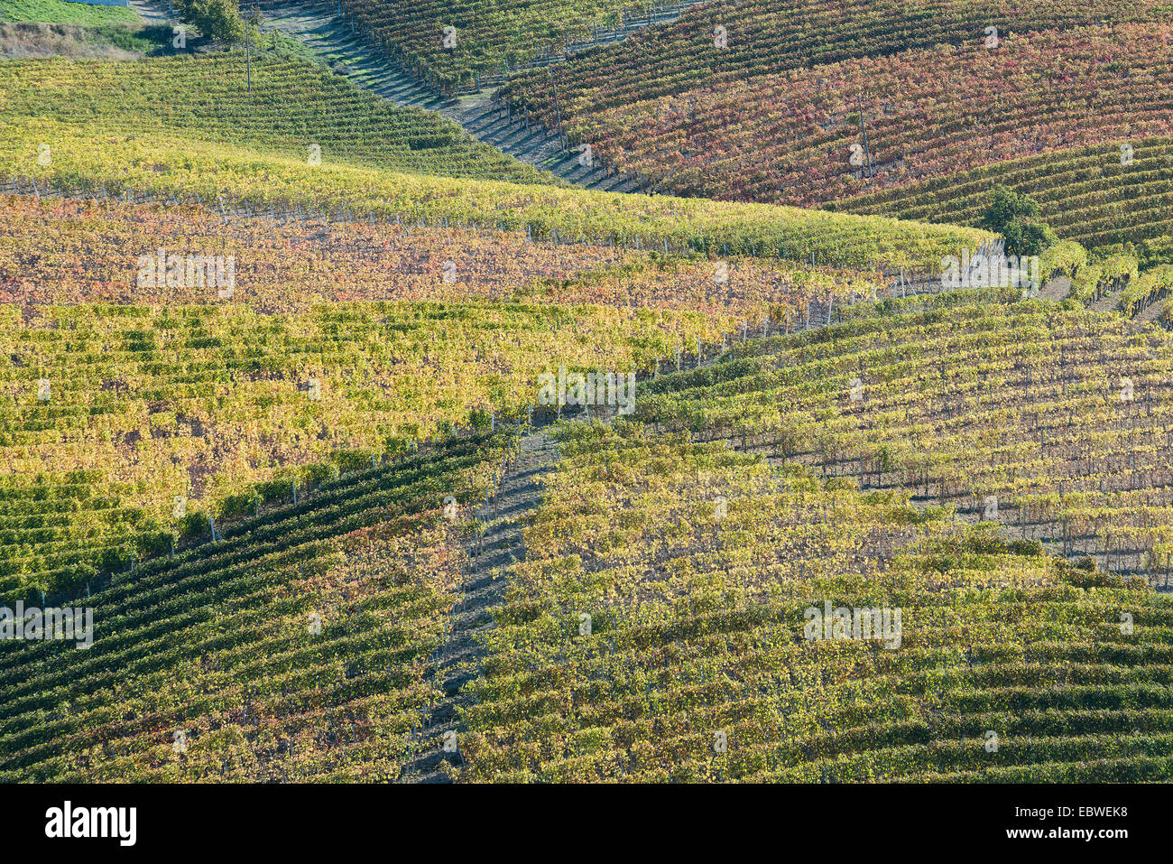 L'Italia,panorama di vigneti del Piemonte: Langhe-Roero e Monferrato nella Lista del Patrimonio Mondiale UNESCO Foto Stock