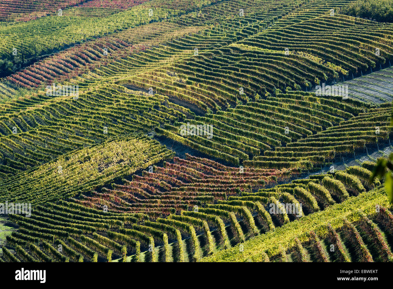 L'Italia,panorama di vigneti del Piemonte: Langhe-Roero e Monferrato nella Lista del Patrimonio Mondiale UNESCO Foto Stock