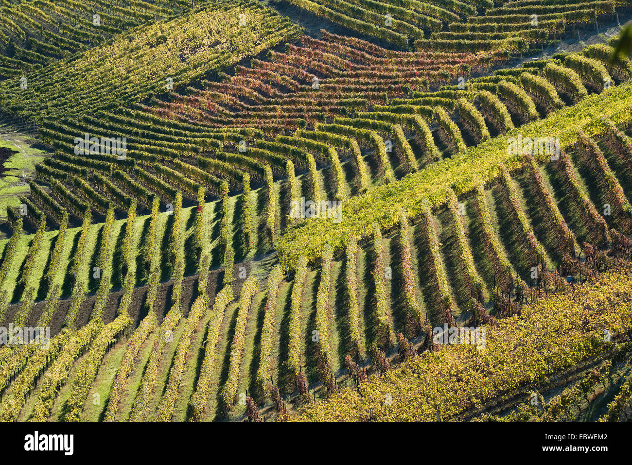 L'Italia,panorama di vigneti del Piemonte: Langhe-Roero e Monferrato nella Lista del Patrimonio Mondiale UNESCO Foto Stock