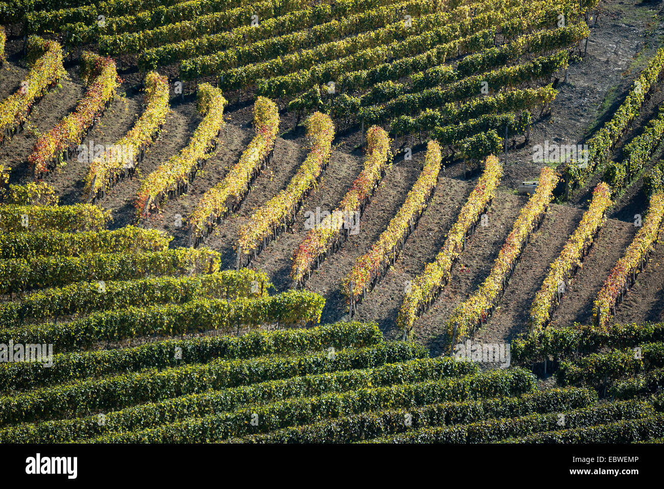 L'Italia,panorama di vigneti del Piemonte: Langhe-Roero e Monferrato nella Lista del Patrimonio Mondiale UNESCO Foto Stock