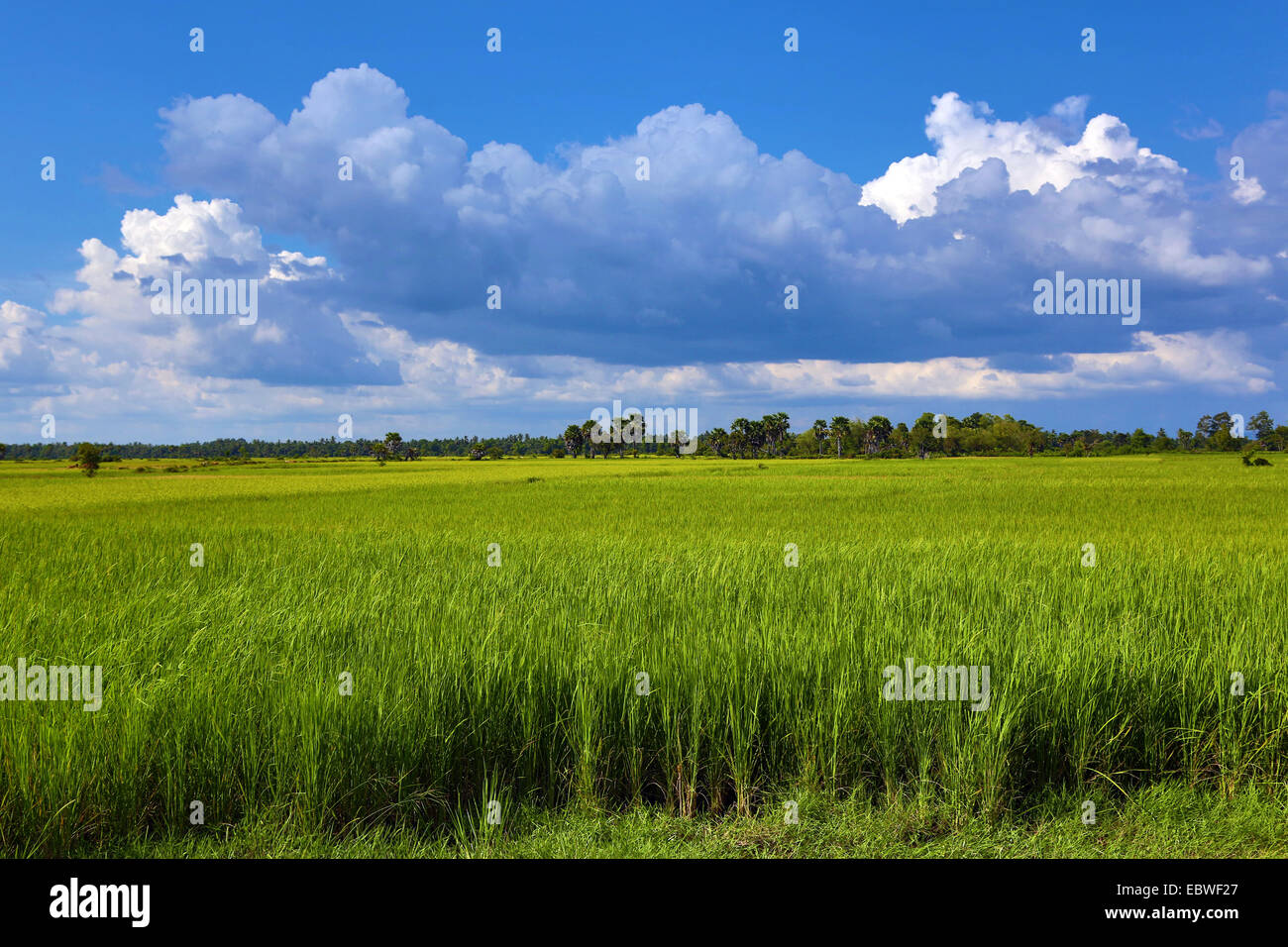 Campi verdi e risaie nei pressi di Angkor, Siem Reap, Cambogia. Foto Stock