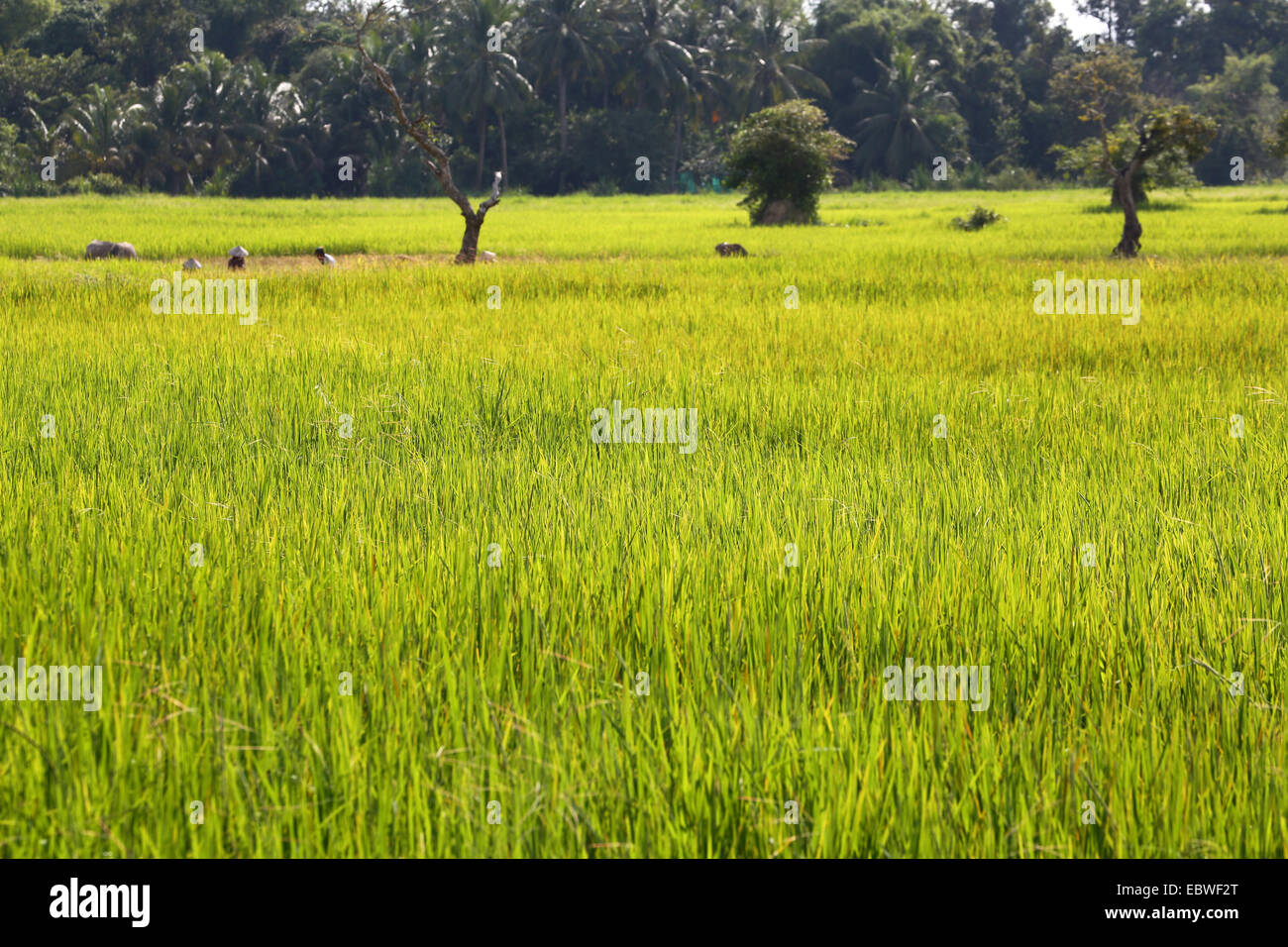 Campi verdi e risaie nei pressi di Angkor, Siem Reap, Cambogia. Foto Stock