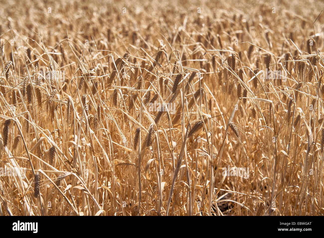 Un raccolto di orzo nel campo Foto Stock