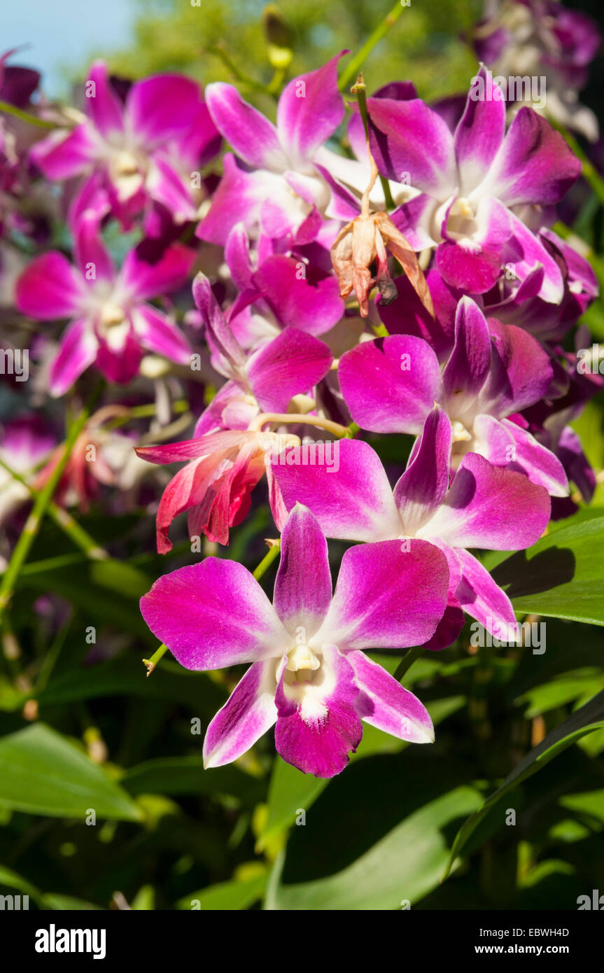 Orchidee nel Parco Saranrom, Bangkok, Thailandia Foto Stock