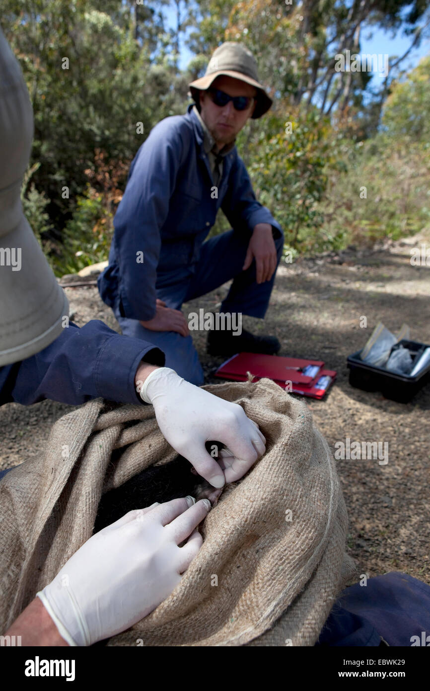 Il biologo ha attirato Lee da salvare il diavolo Tassie controlli bocca della wild diavolo della Tasmania per i segni del diavolo facciale malattia tumorale Foto Stock