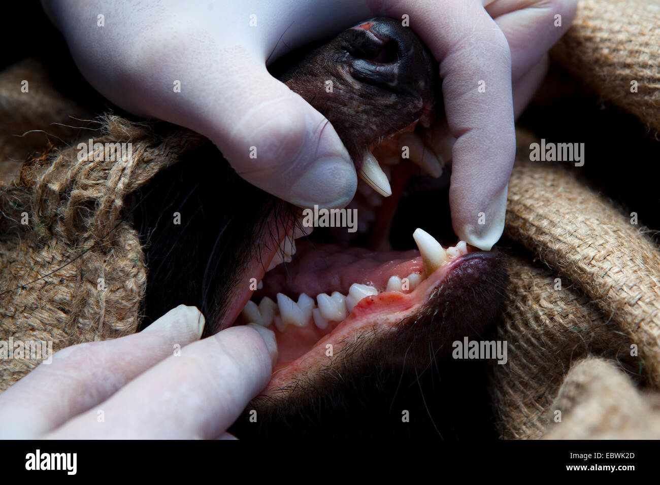 Il biologo ha attirato Lee da salvare il diavolo Tassie controlli bocca della wild diavolo della Tasmania per i segni del diavolo facciale malattia tumorale Foto Stock
