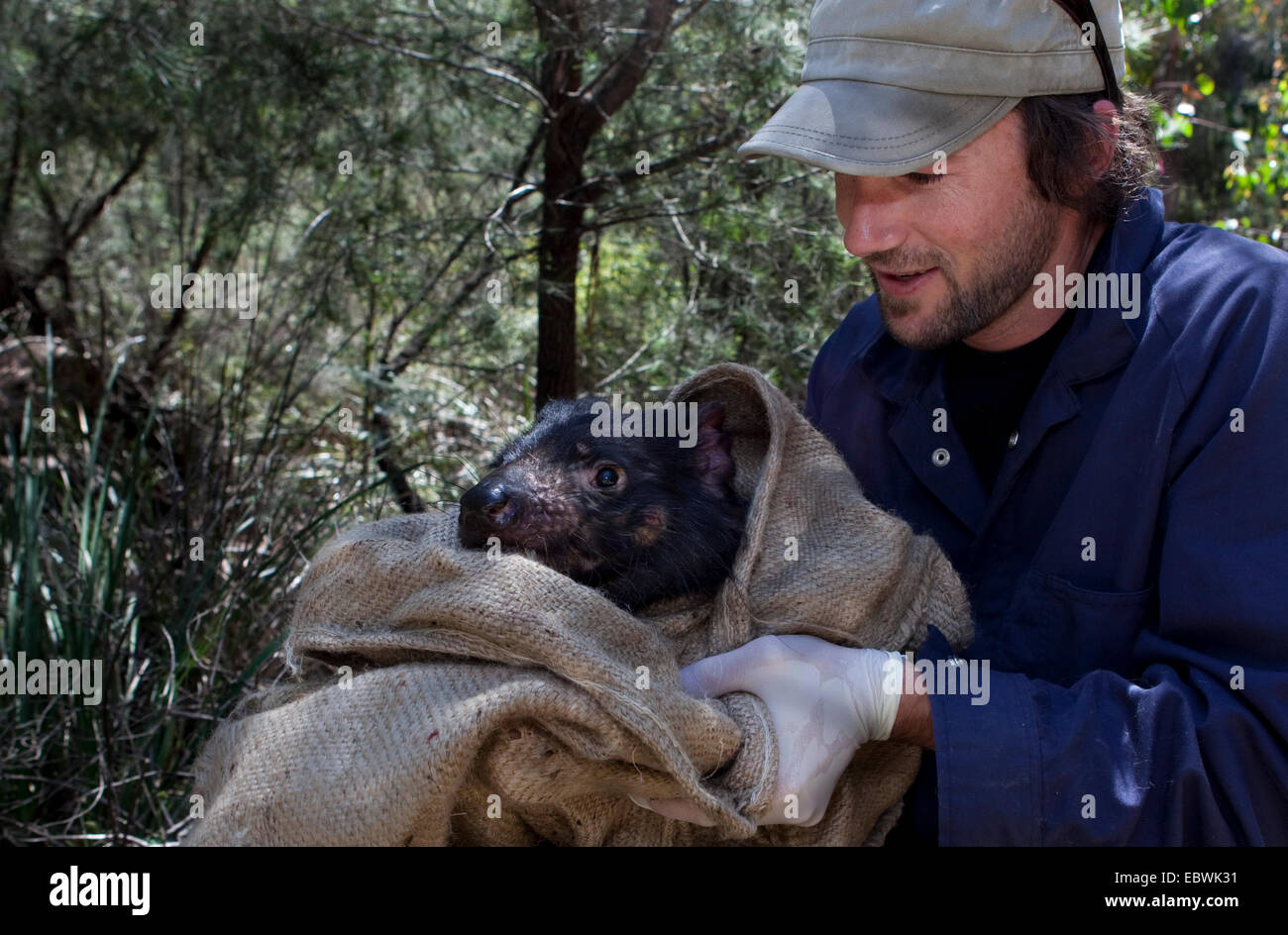 Il biologo ha attirato Lee da salvare il diavolo Tassie controlli bocca della wild diavolo della Tasmania per i segni del diavolo facciale malattia tumorale Foto Stock