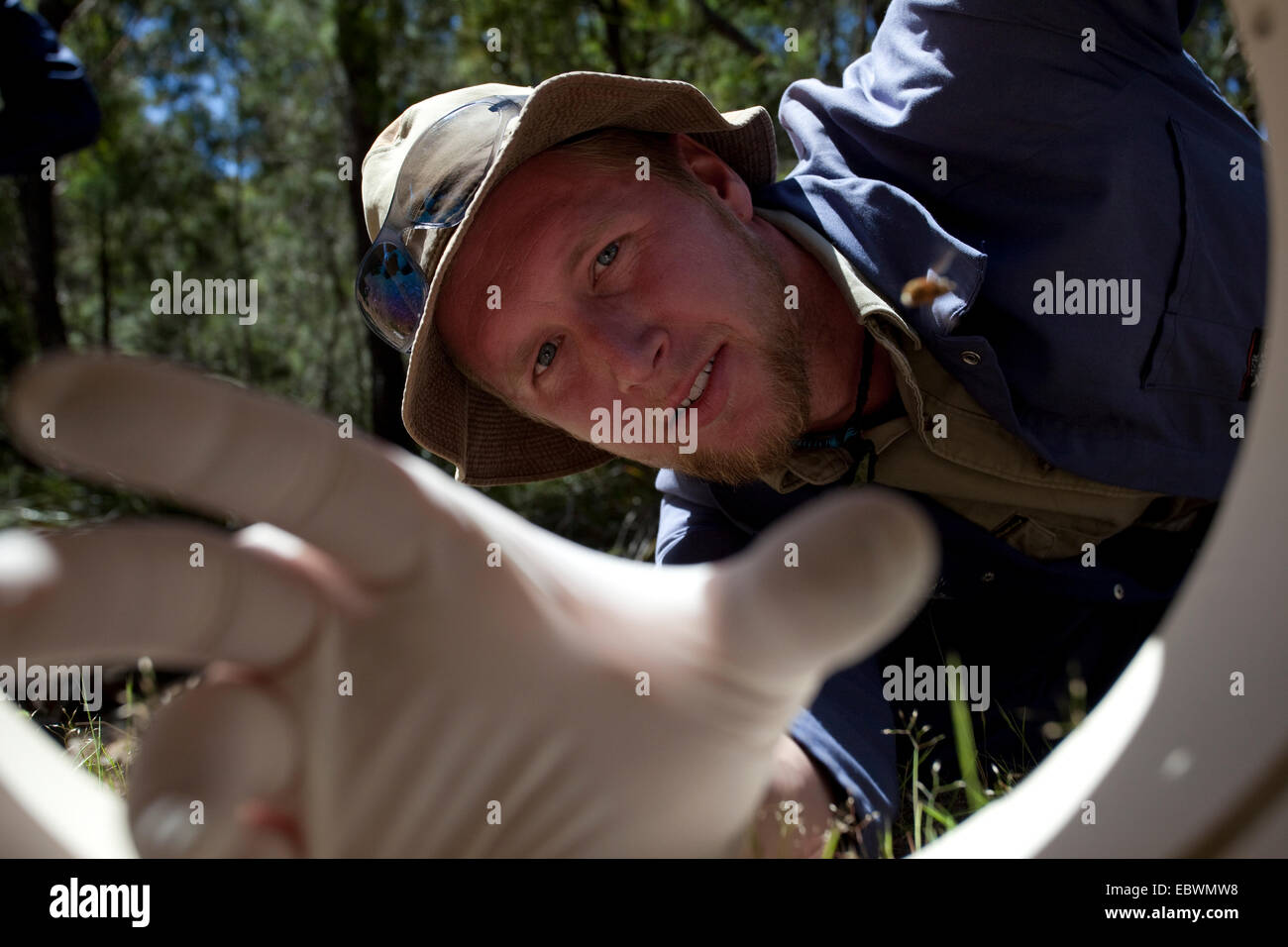 Devil's Eye: scienziato Cameron Brooke raggiunge in una trappola utilizzati per la cattura di diavoli della Tasmania sulla penisola Forestier Foto Stock