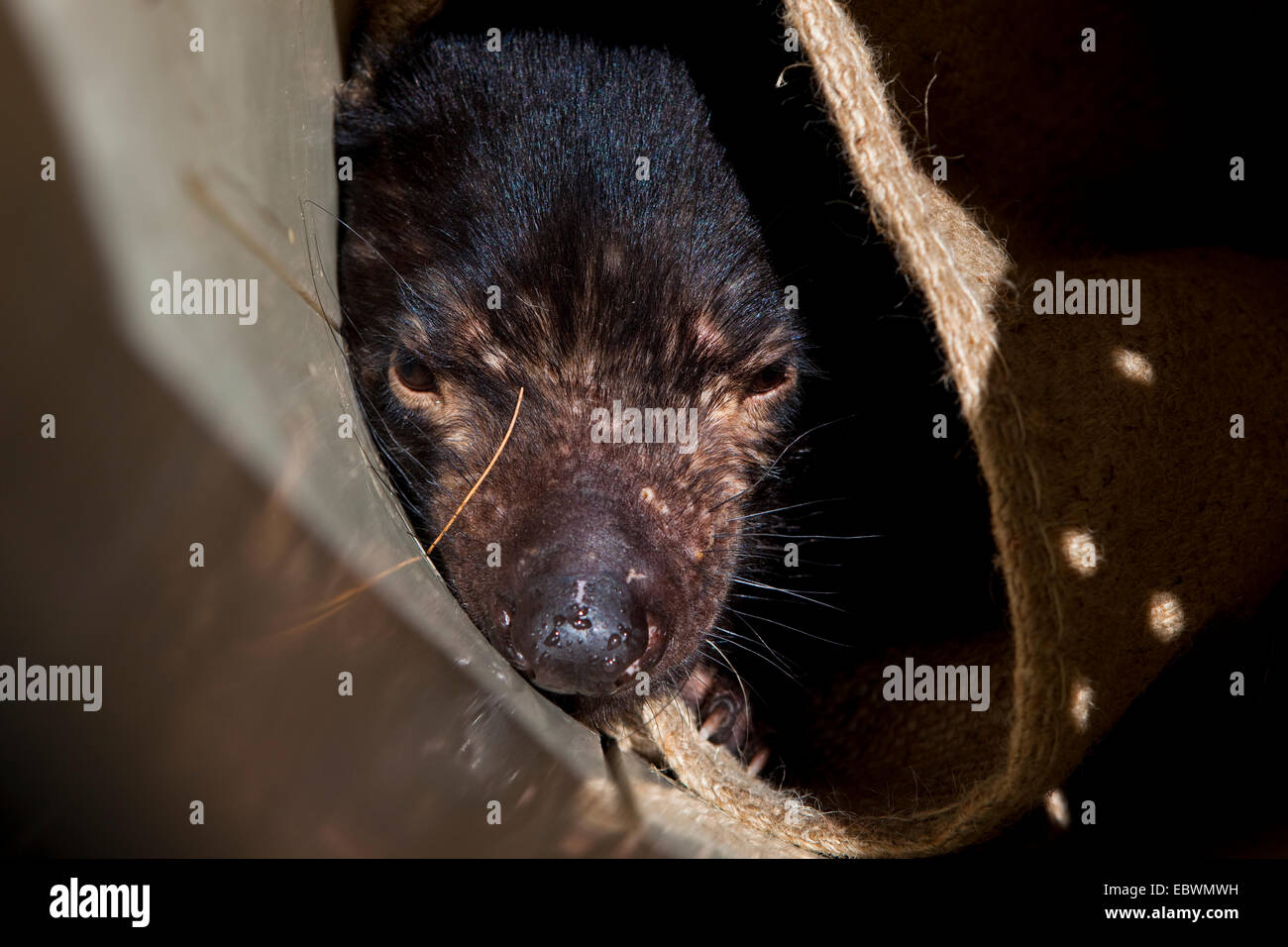 Wild Diavolo della Tasmania dopo essere stato intrappolato sulla penisola Forestier, Tasmania, in attesa in un sacco per essere controllato per verificare la presenza di segni di Devi Foto Stock