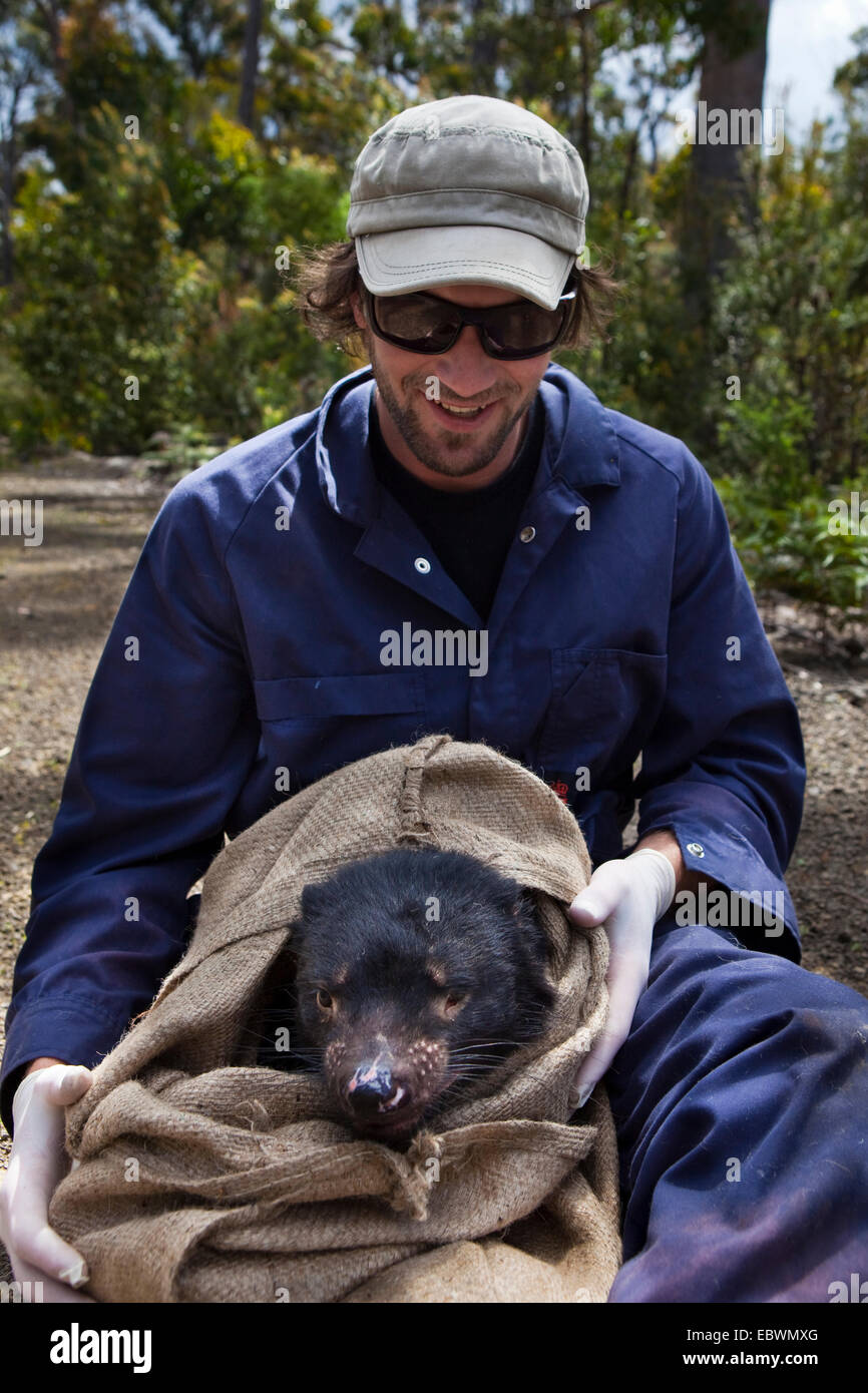 Il biologo ha attirato Lee da salvare il diavolo Tassie controlli bocca della wild diavolo della Tasmania per i segni del diavolo facciale malattia tumorale Foto Stock