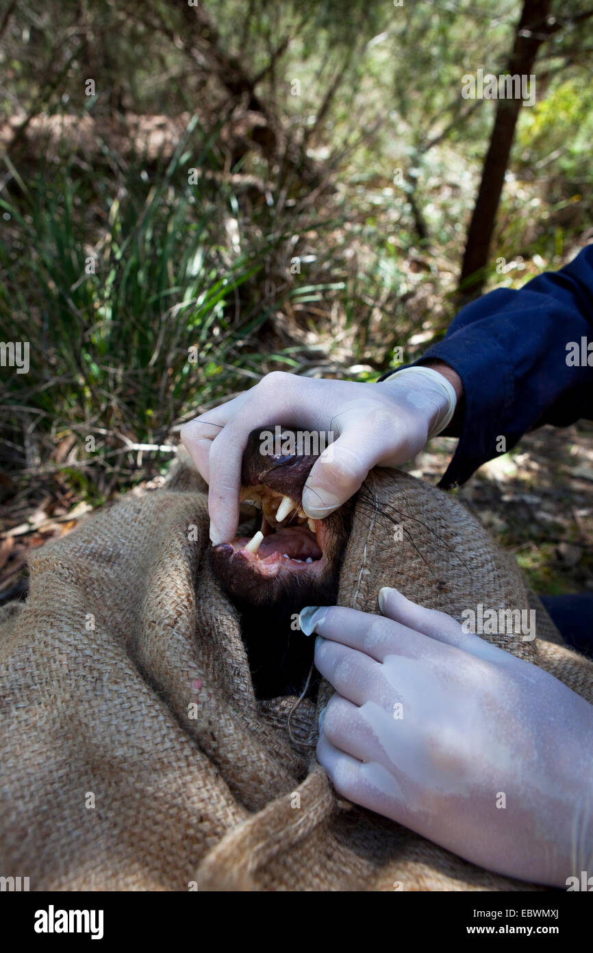 Il biologo ha attirato Lee da salvare il diavolo Tassie controlli bocca della wild diavolo della Tasmania per i segni del diavolo facciale malattia tumorale Foto Stock