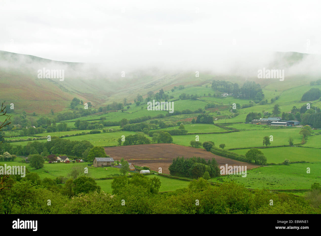 Welsh paesaggio con la nebbia oltre la collina salendo dalla valle del verde smeraldo dei campi bordati da siepi e gruppi di alberi Foto Stock
