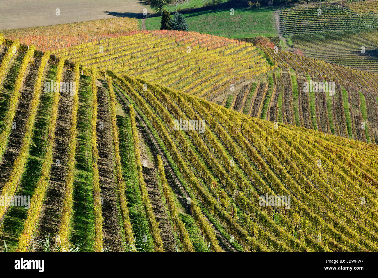 L'Italia,panorama di vigneti del Piemonte: Langhe-Roero e Monferrato nella Lista del Patrimonio Mondiale UNESCO Foto Stock