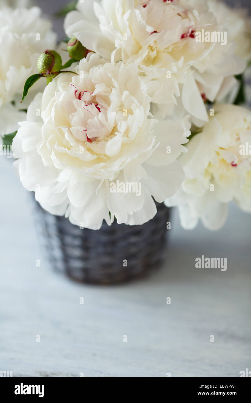 Bouquet di peonie in un vaso, fiore Foto Stock