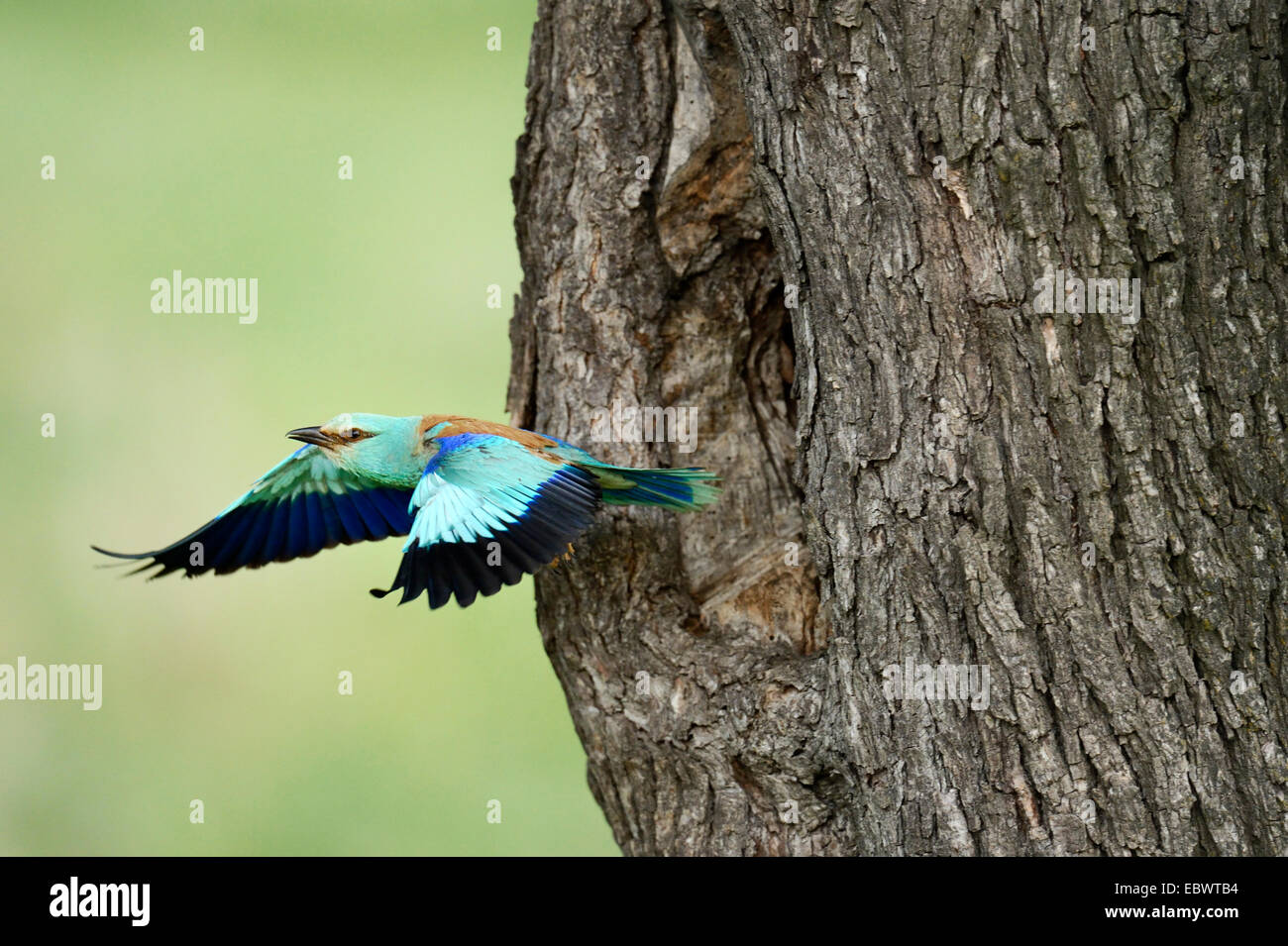 Rullo europea (Coracias garrulus) volando fuori dal foro di nidificazione in un vecchio melo, Bulgaria Foto Stock