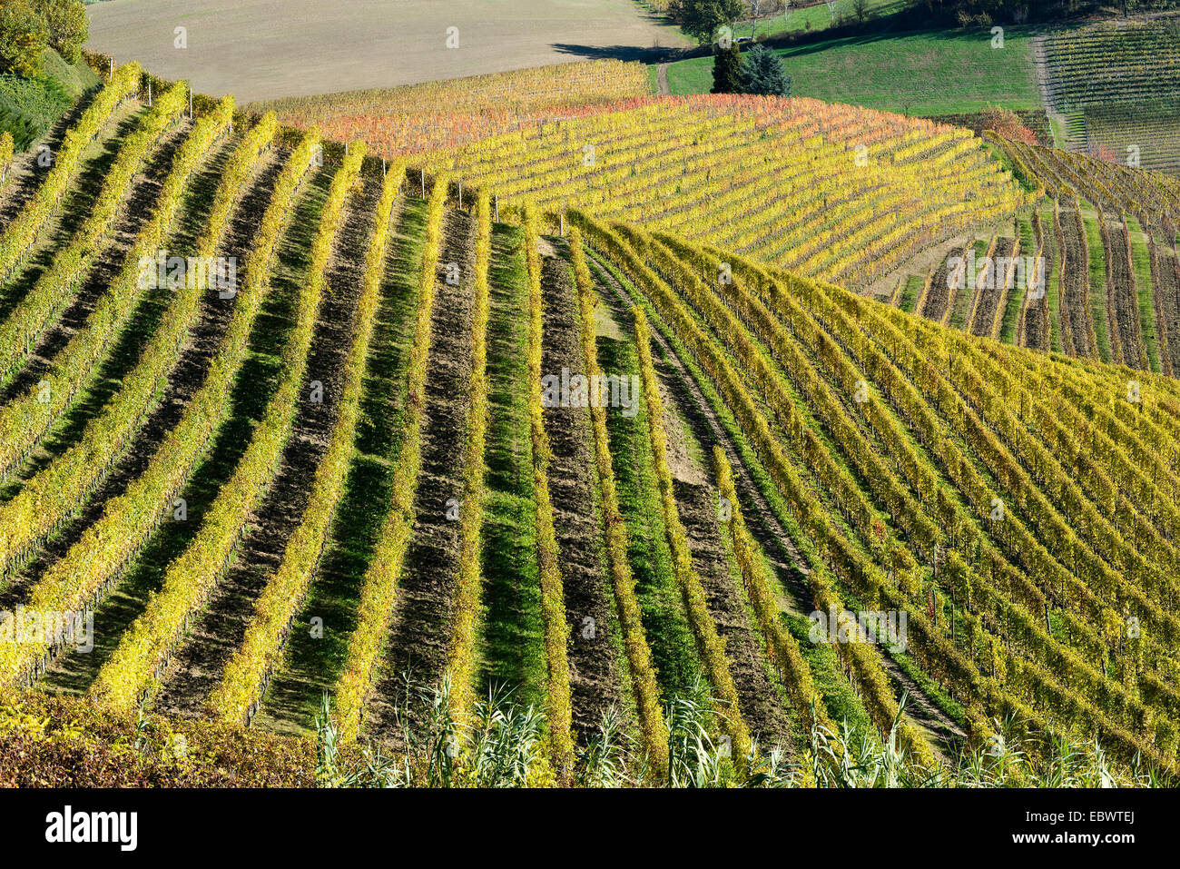 L'Italia, panorama di vigneti del Piemonte: Langhe-Roero e Monferrato nella Lista del Patrimonio Mondiale UNESCO Foto Stock