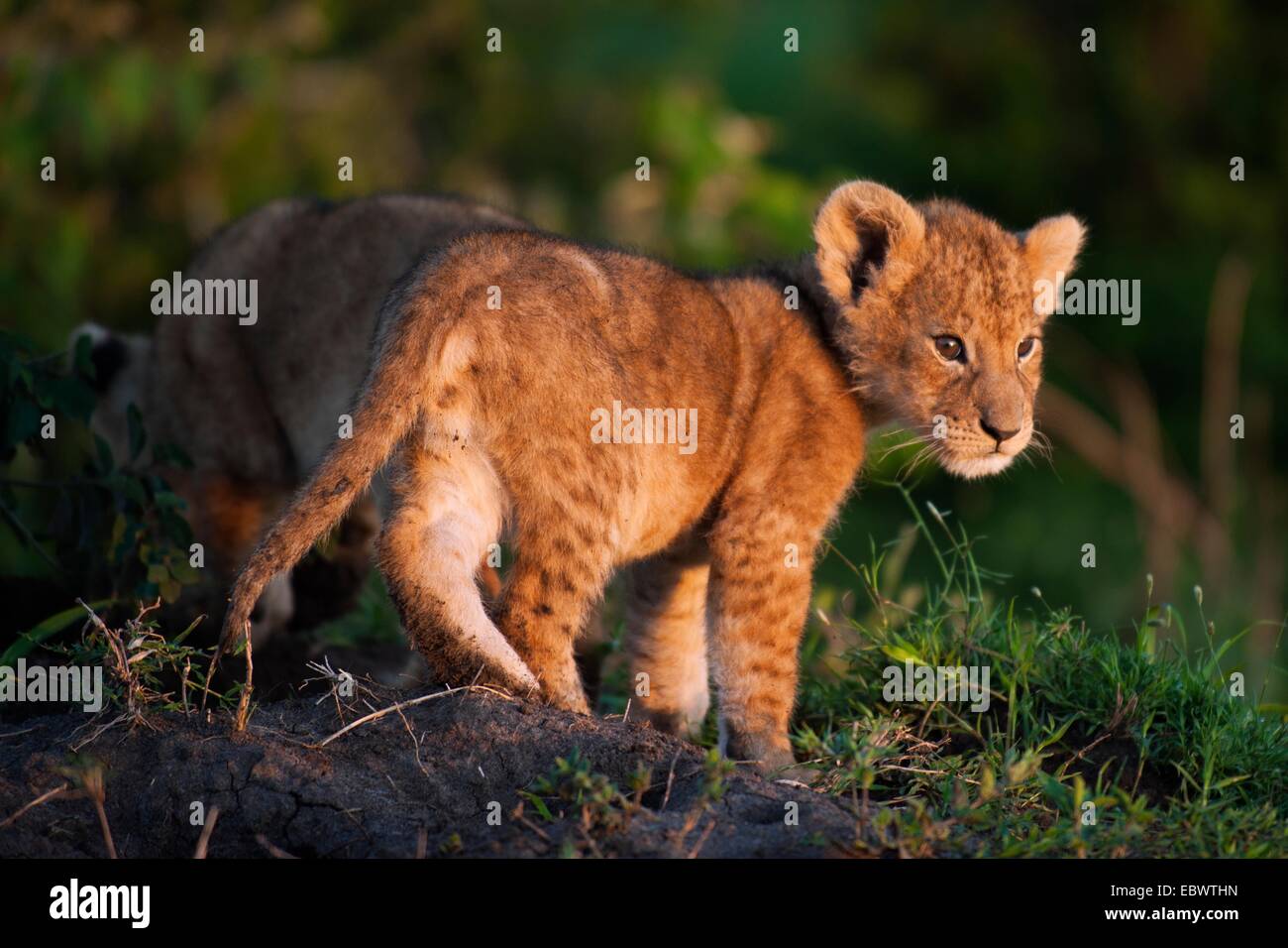 Lion cub (Panthera leo) nella luce del mattino, Massai Mara, Serengeti, Rift Valley provincia, Kenya Foto Stock