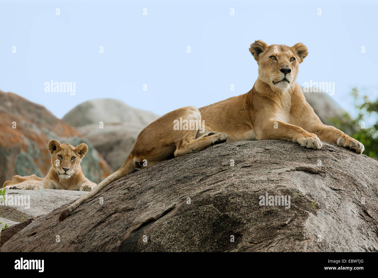 Leonessa (Panthera leo) con un LION CUB su una roccia, Massai Mara, Serengeti, Rift Valley provincia, Kenya Foto Stock