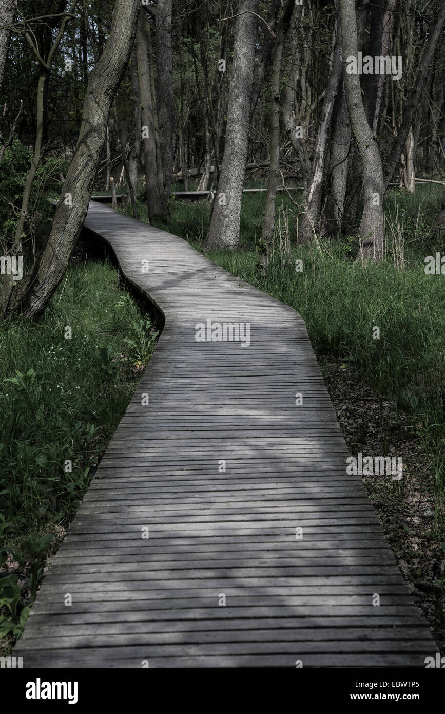 Passeggiata attraverso la foresta, nato am Darß, Meclenburgo-Pomerania Occidentale, Germania Foto Stock