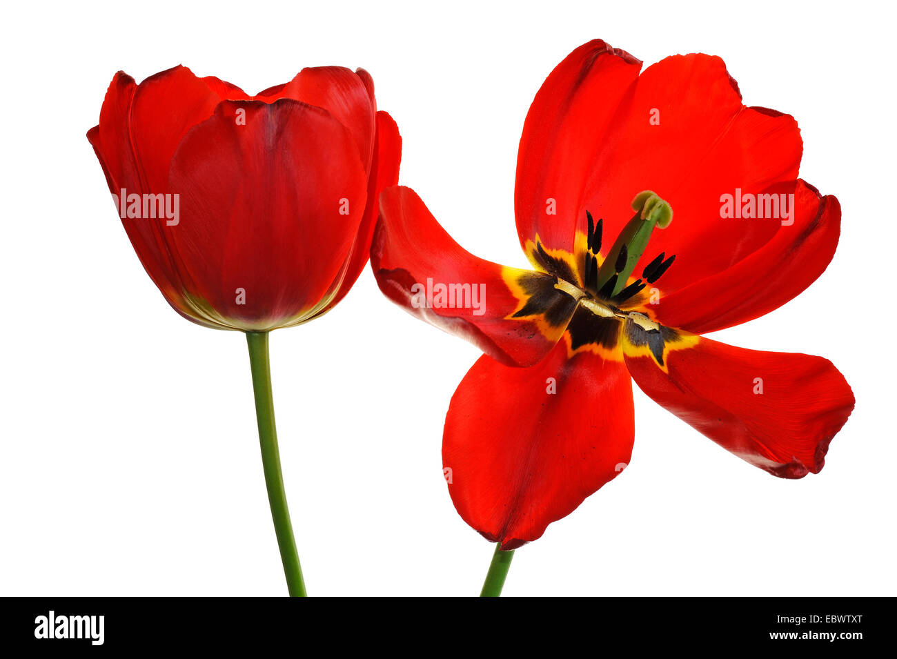 Red tulip fiori (Tulipa), uno dei fiori appassiti, Eckental, Media Franconia, Baviera, Germania Foto Stock