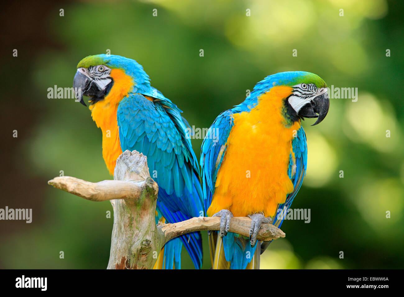 Il blu e il giallo (pappagalli ara ararauna), coppia, originario del Sud America, prigionieri Wachenheim, Germania Foto Stock