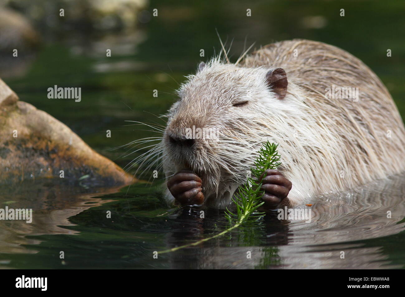 Nutria, Coypu o River Rat (Myocastor coypus), Wiesbaden, Hesse, Germania Foto Stock