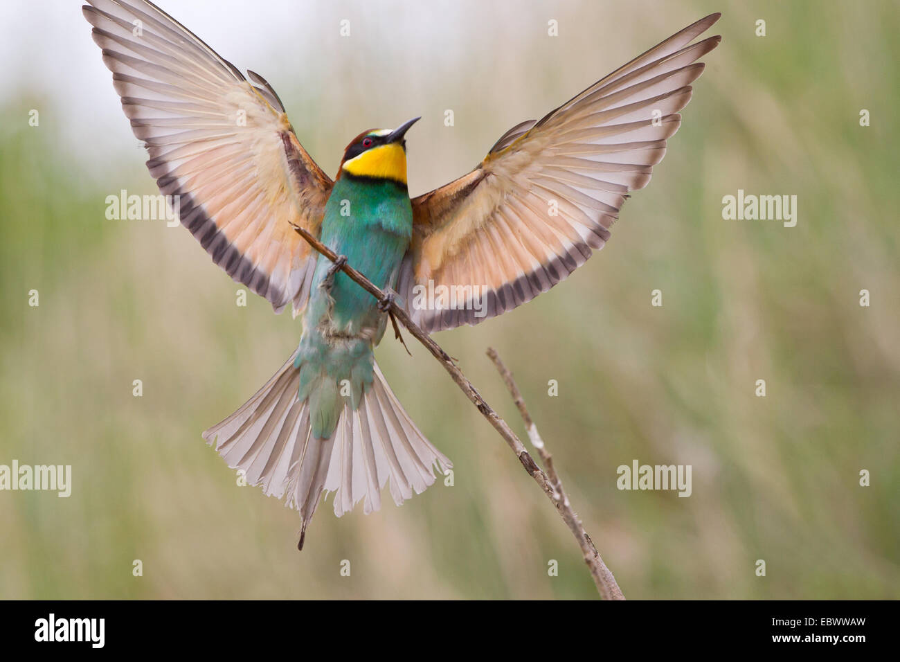Gruccione (Merops apiaster) con ali spiegate appollaiato su un ramoscello, Sassonia-Anhalt, Germania Foto Stock