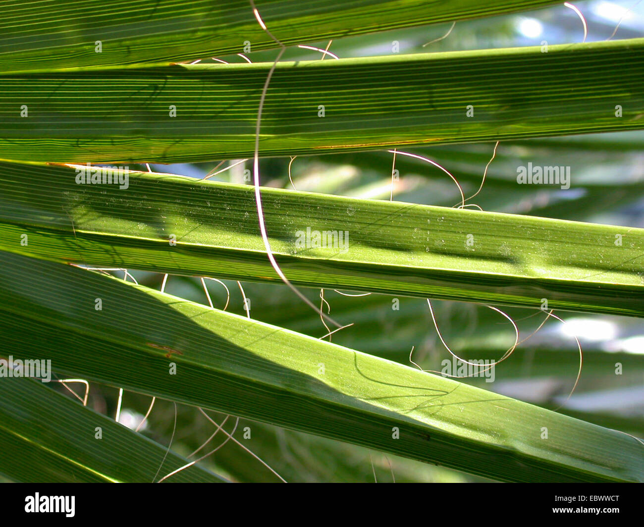 Ventola messicano Palm, messicano (Washingtonia Washingtonia robusta), volantini Foto Stock