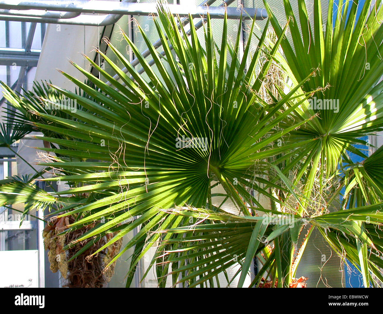 Ventola messicano Palm, messicano (Washingtonia Washingtonia robusta), leaf Foto Stock