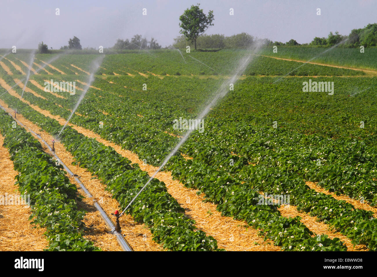 Hybrid fragola, giardino fragola (Fragaria x ananassa, Fragaria ananassa), impianto di irrigazione sul campo di fragole, in Germania, in Renania settentrionale-Vestfalia Foto Stock