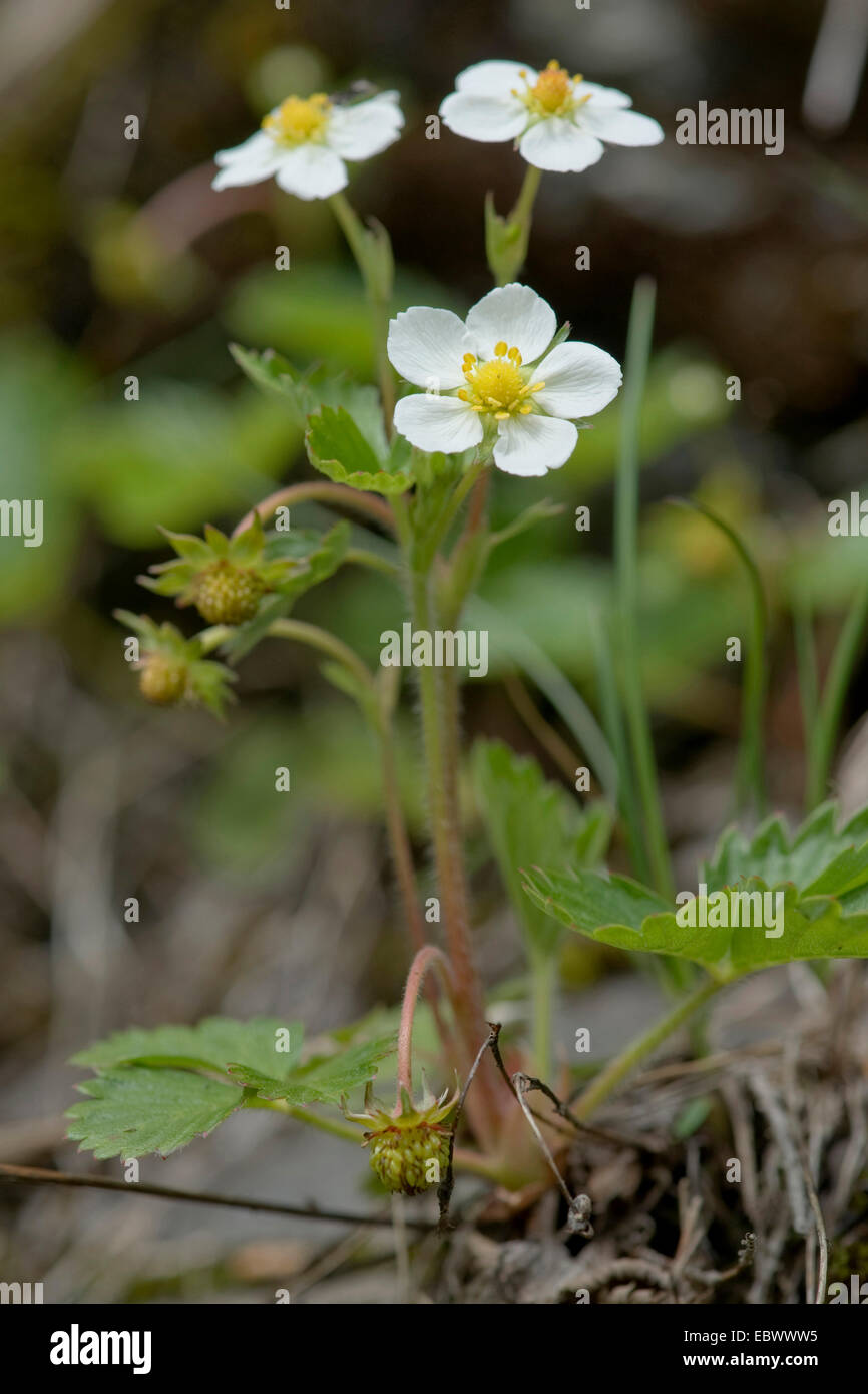 Fragole, fragole di bosco, boschi fragola (Fragaria vesca), fioritura, Germania Foto Stock