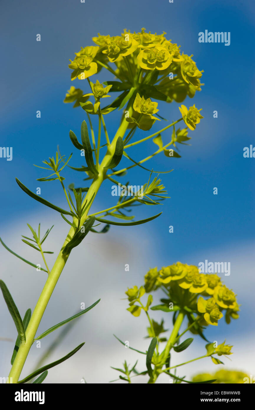 Il cipresso (Euforbia Euphorbia cyparissias), fioritura, Germania Foto  stock - Alamy