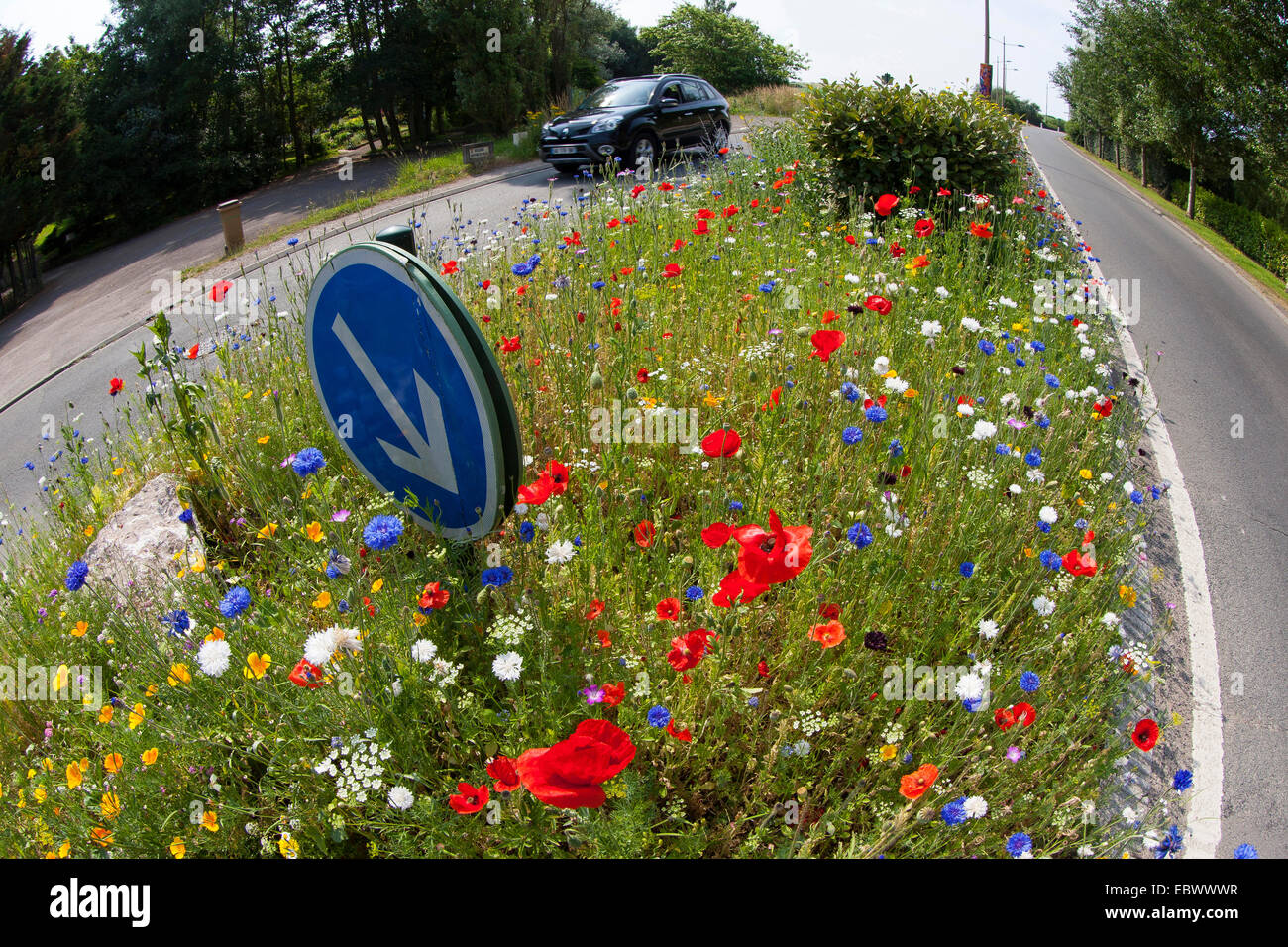 Prato di fiori su un semaforo con un isola con Fiordaliso, Papavero e , Germania Foto Stock