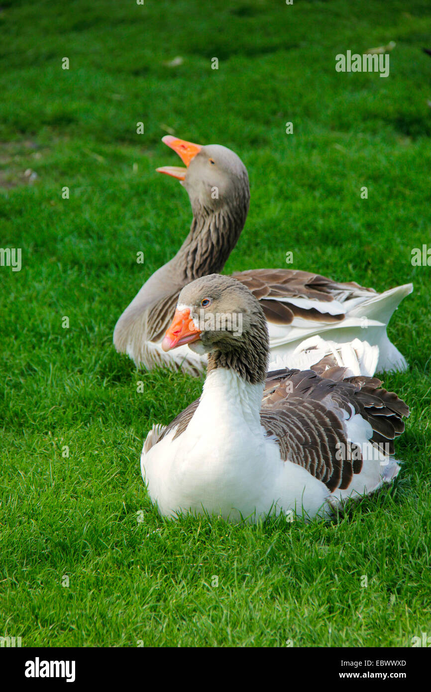 Oca di Pomerania, Ruegener Goose (Anser anser f. domestica), due oche in appoggio in un prato, Germania Foto Stock