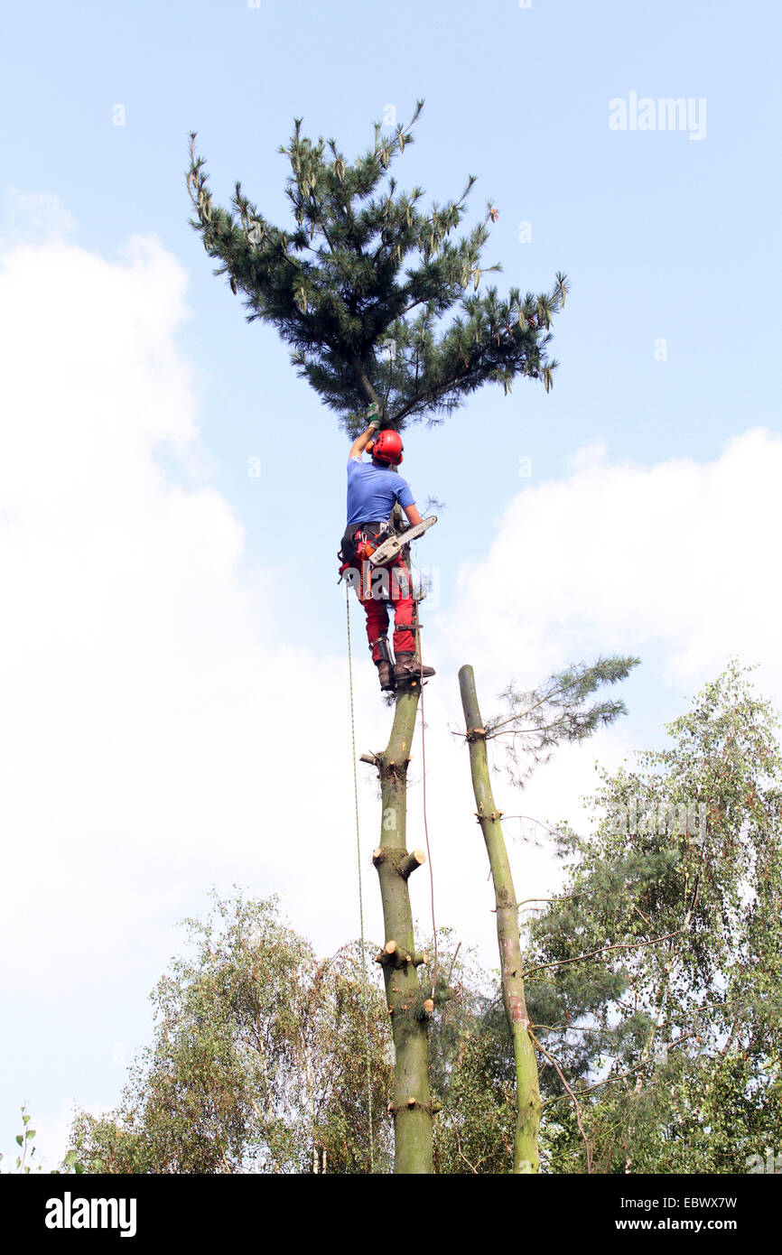 Climber di albero in alto in un albero di pino, Germania Foto Stock