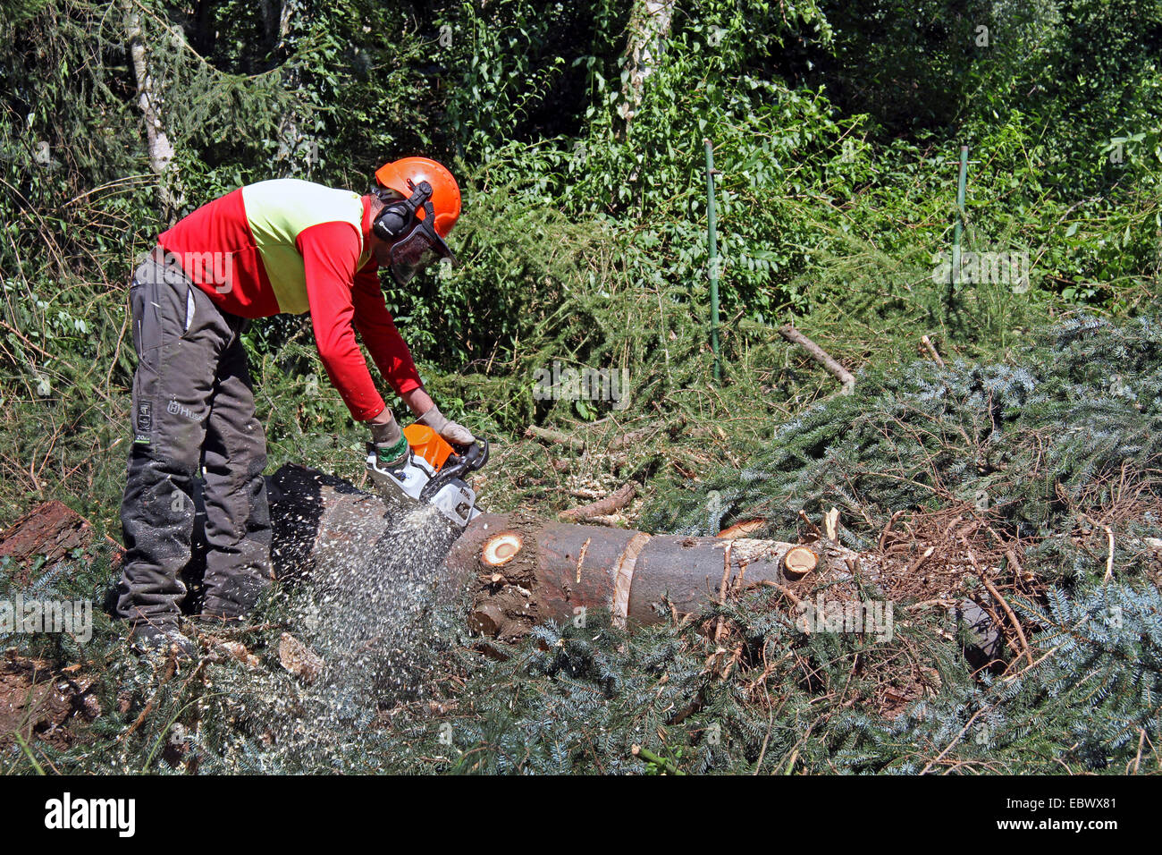 Lumberjack il taglio di tronchi di conifere, Germania Foto Stock