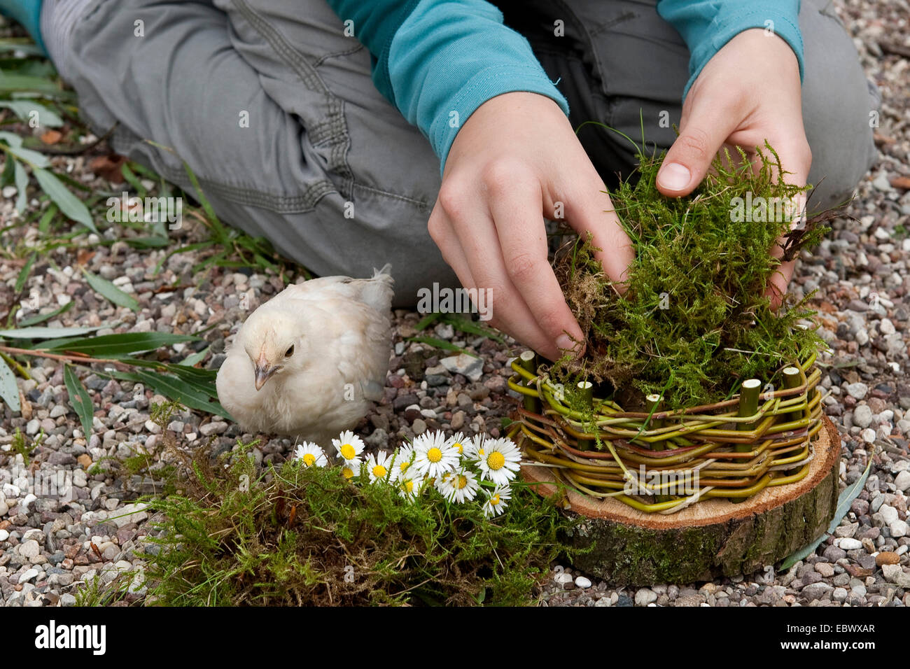 Ragazza la costruzione di un cesto di Pasqua a partire da un albero disco, rametti di salice, MOSS, margherite e uova colorate; 4. passo: imbottitura il cestello con moss con un pollo guardando, Germania Foto Stock