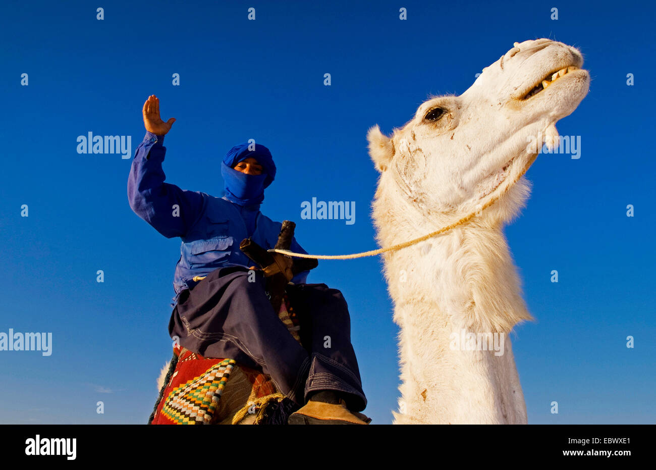 Beduina locale uomo sulla corsa in cammello a Douz nel deserto del Sahara, Tunisia Foto Stock