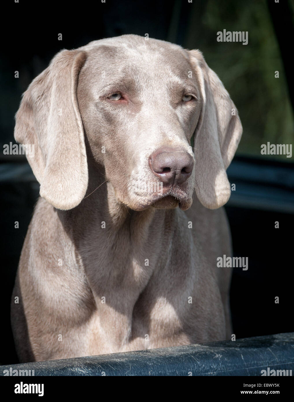 Ritratto di un cane Weimaraner, che è una pistola di lavoro cane di razza come pure essendo una buona famiglia pet, originari dalla Repubblica federale di Germania Foto Stock