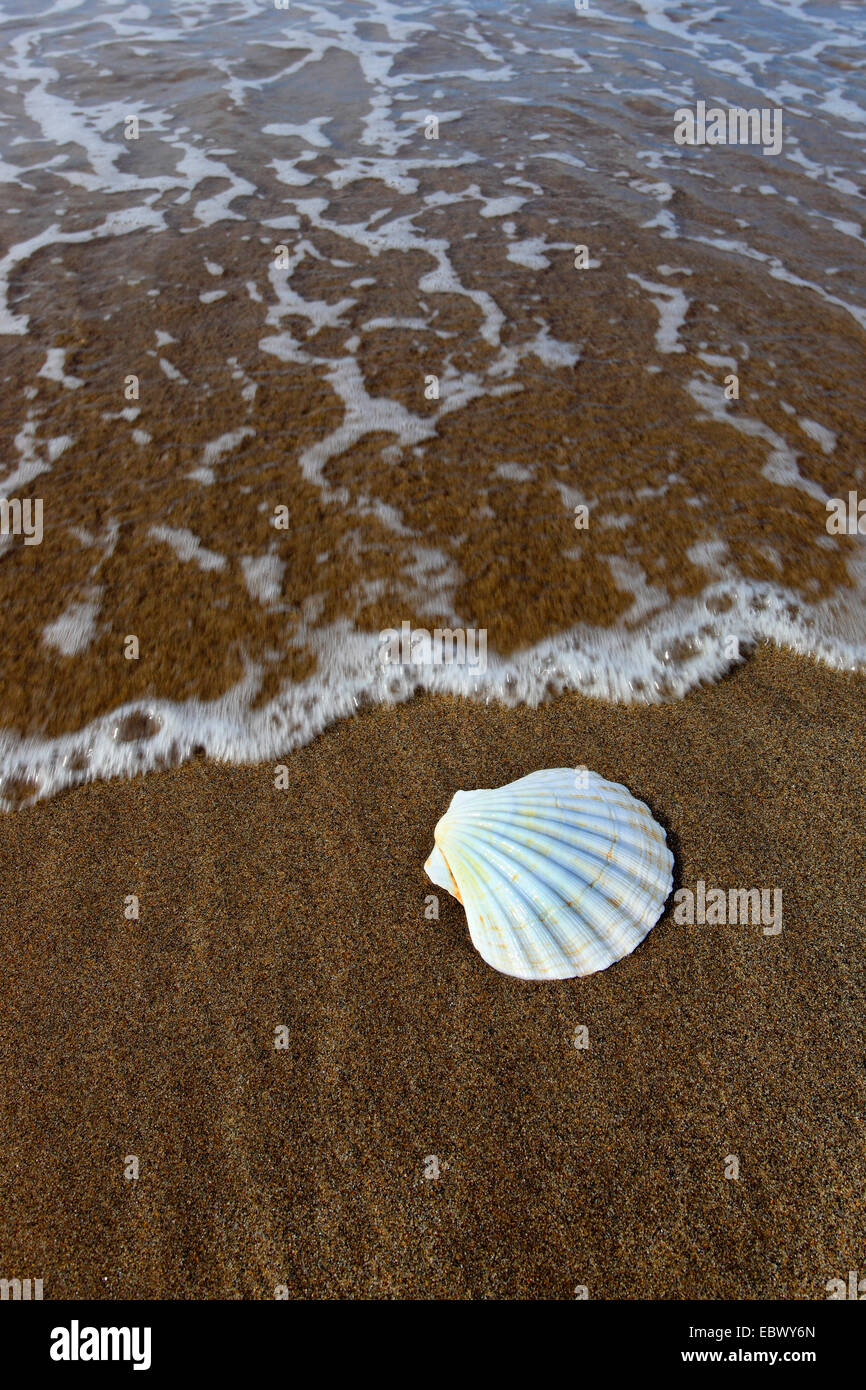 Grande smerlo, capesante comune, coquille St Jacques (Pecten maximus), sulla spiaggia di sabbia, Regno Unito, Scozia Foto Stock