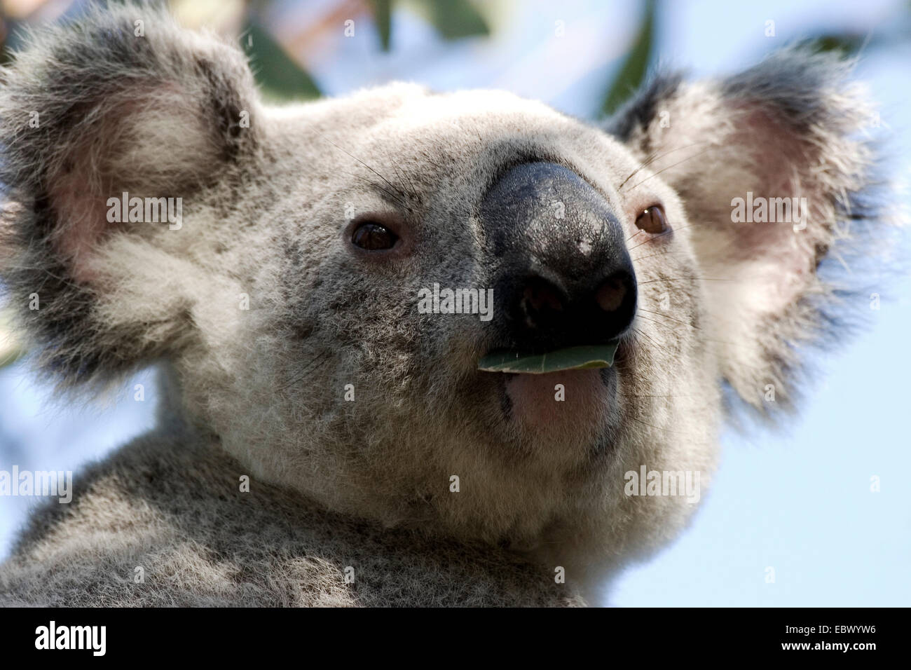 Il koala, koala bear (Phascolarctos cinereus), ritratto, Australia, Queensland, Magnetic Island Foto Stock