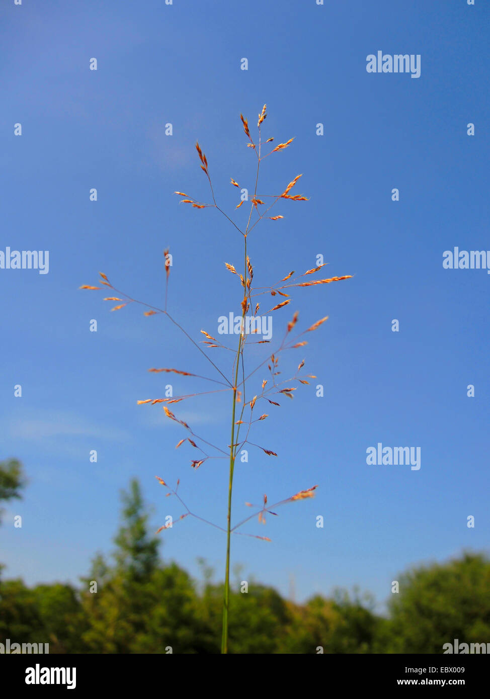 Marrone erba piegata, Rhode Island piegate, velluto bentgrass (Agrostis canina), panicle, in Germania, in Renania settentrionale-Vestfalia Foto Stock