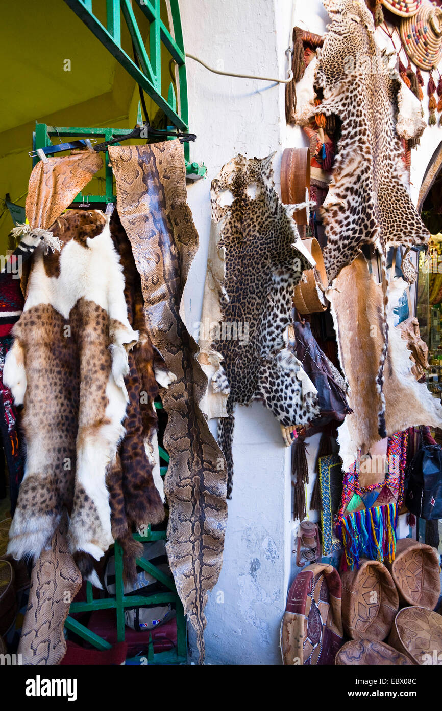 Il negozio nella Medina (città vecchia) offrendo diverse dell'animale di pelli e pellicce, Libia, Tripolis Foto Stock