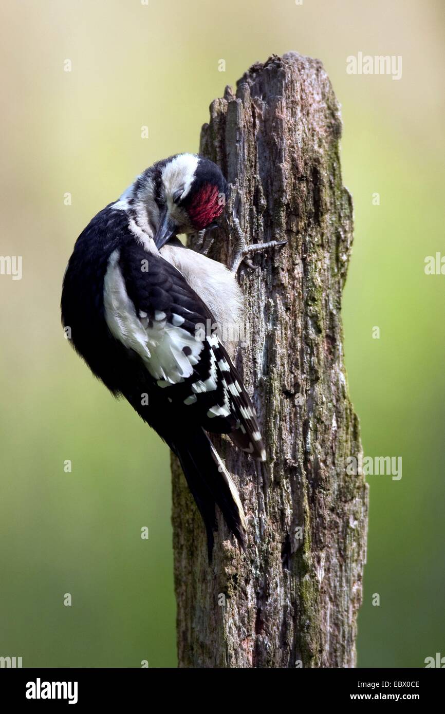 Picchio rosso maggiore (Picoides major, Dendrocopos major), giovane bird seduti su un palo di legno la pulizia del piumaggio, in Germania, in Renania Palatinato Foto Stock