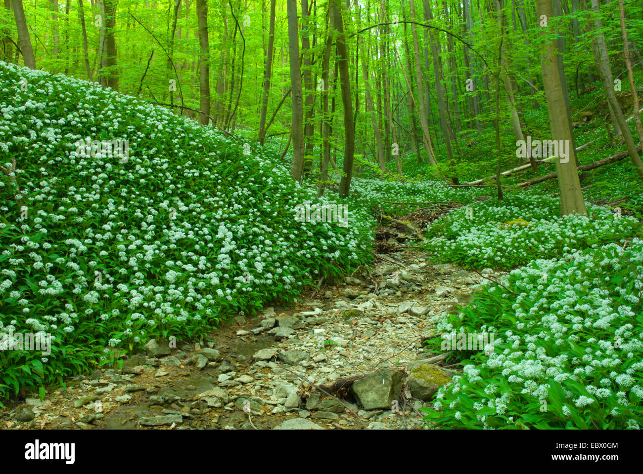 Ramsons (Allium ursinum), fioritura ramsons con foresta secca creek, Germania Saar Foto Stock