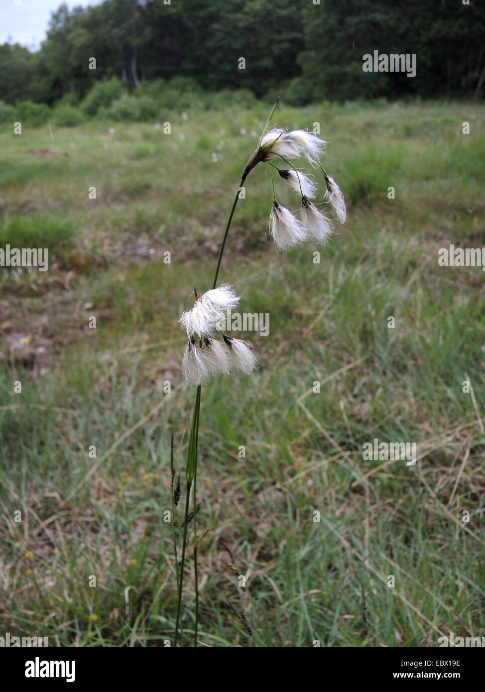 Di latifoglie di cotone erba (Eriophorum latifolium), la fruttificazione, in Germania, in Renania settentrionale-Vestfalia Foto Stock
