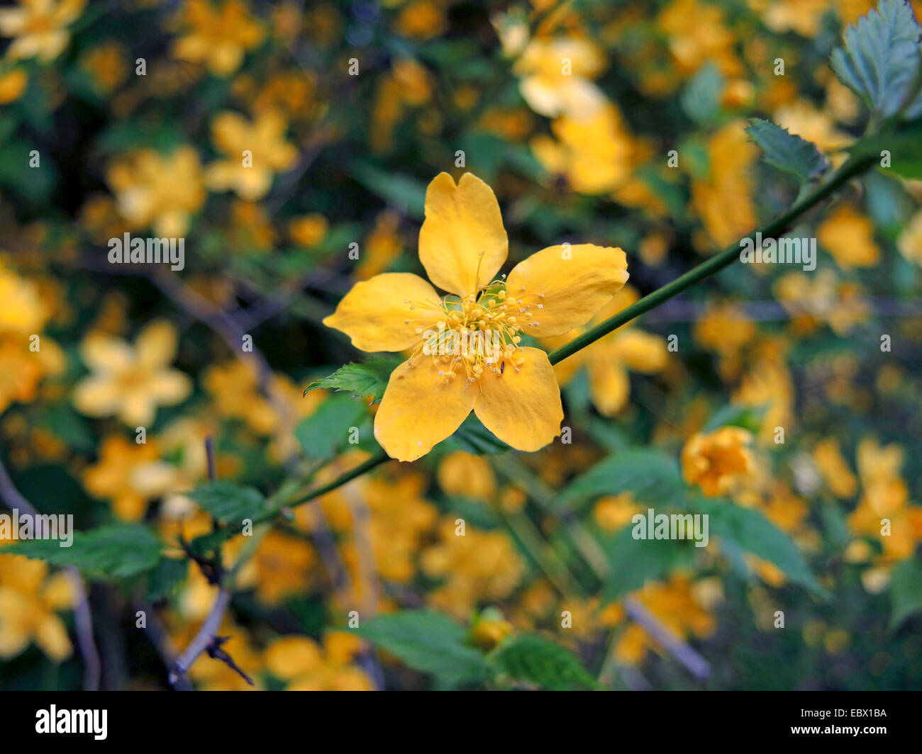 Rosa giapponese, Ebreo di Malva, ebrei malva (Kerria japonica), con fiori simpe Foto Stock