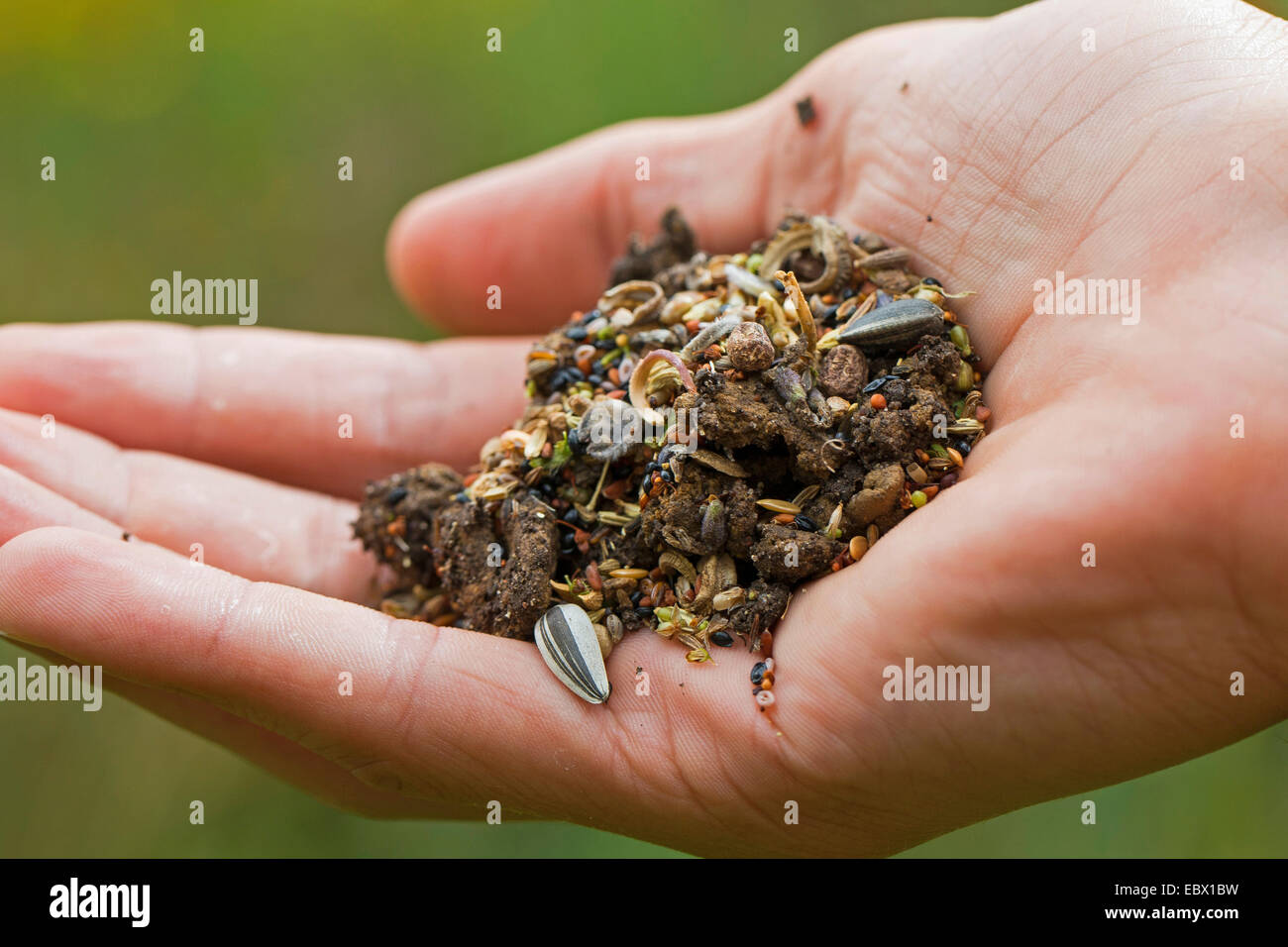 Materiale per la realizzazione di bombe di semi con diversi semi e frutti e il suolo in una mano, Germania Foto Stock