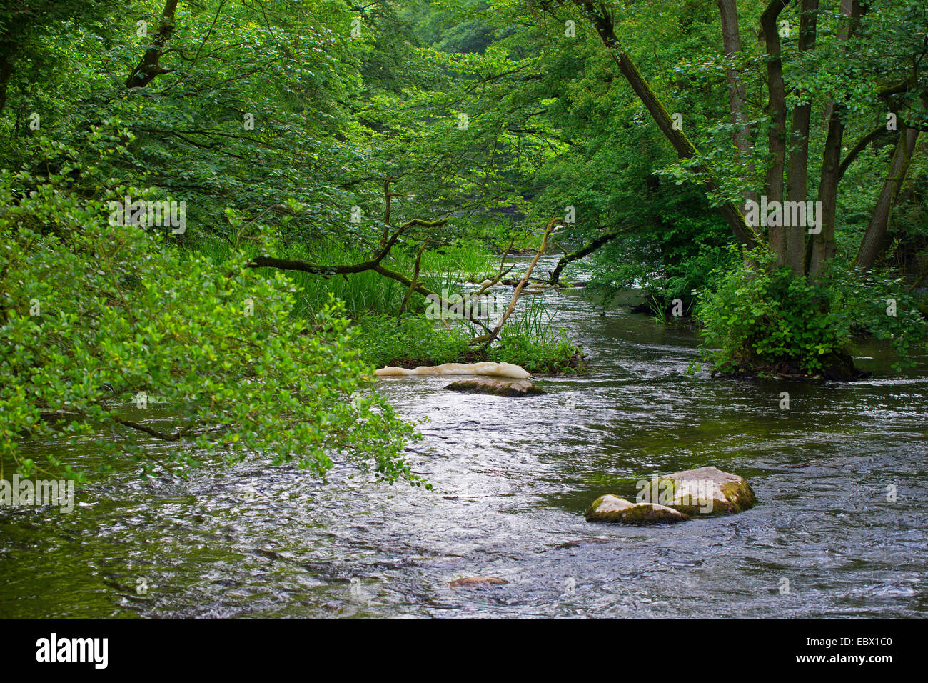 Vicino alla foresta naturale creek Warnow, Germania, Meclemburgo-Pomerania Occidentale Foto Stock
