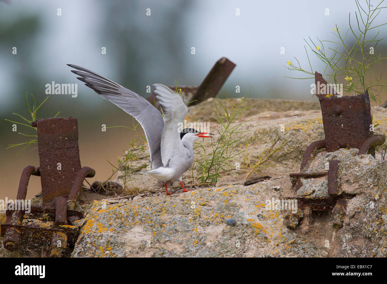 Tern comune (Sterna hirundo), al vecchio imbarcadero, Germania Foto Stock